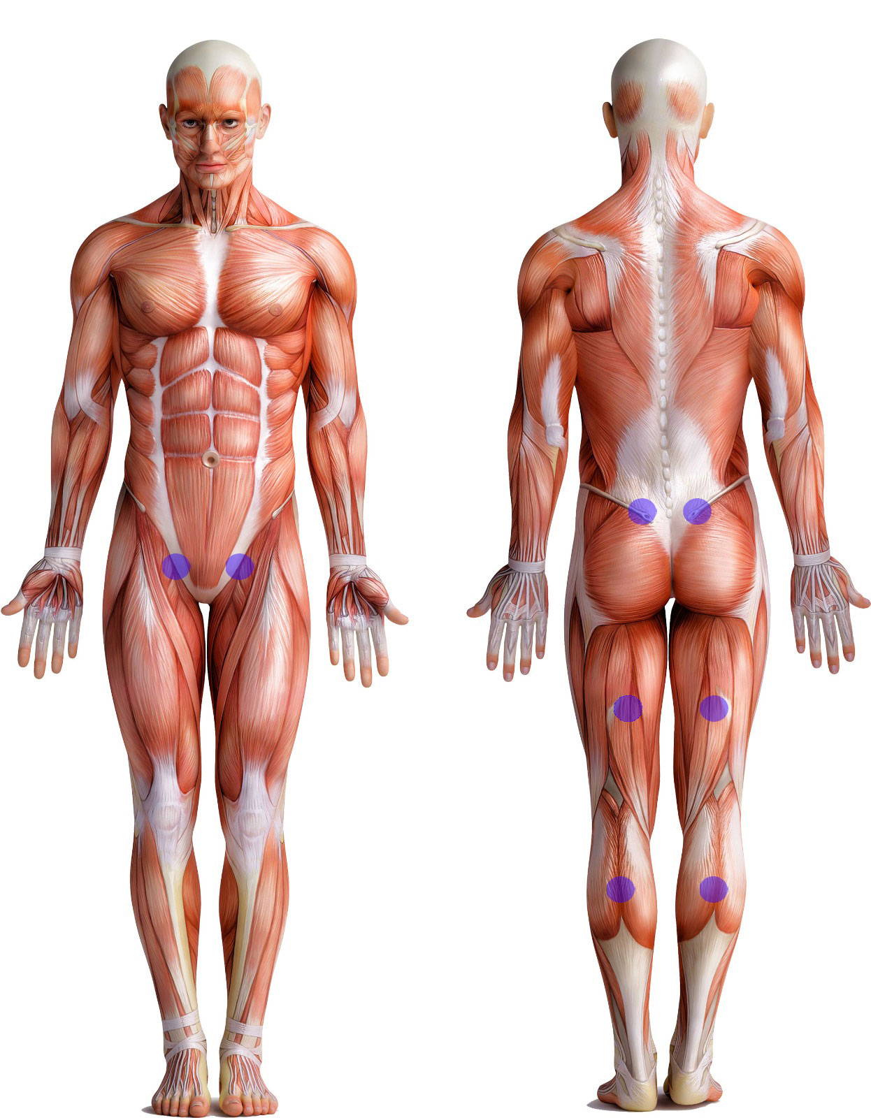 Anatomie spieren